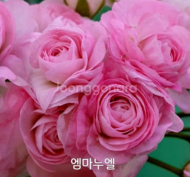 제라늄 엠마누엘 러시아제라늄 대품1.5--3