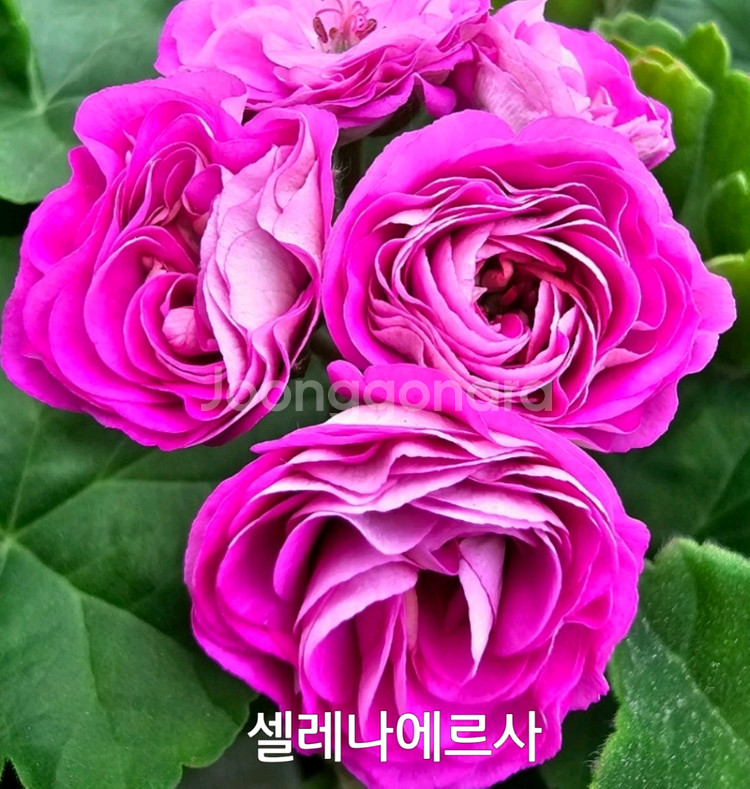 제라늄 셀레나에르사 러시아제라늄 1.0--4