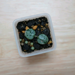 호야 서펜스 실버
