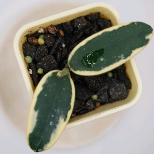 호야 리프리즘 산반