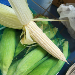 강원도 찰 옥수수 마지막 수확한데요