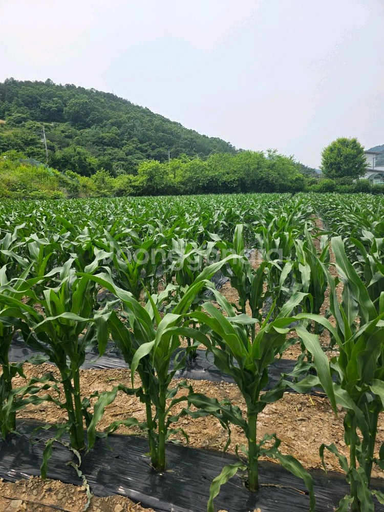 강원도 찰 옥수수 마지막 수확한데요--2