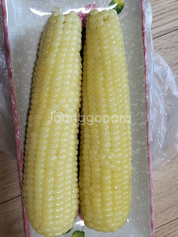 강원도 찰 옥수수 마지막 수확한데요--1