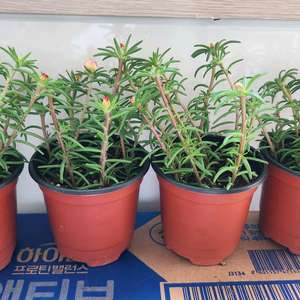 채송화(골드핑크터치)