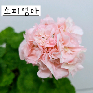 소피엠마 제라늄