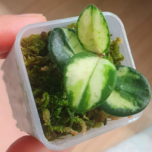 호야 마틸드 바리에가타