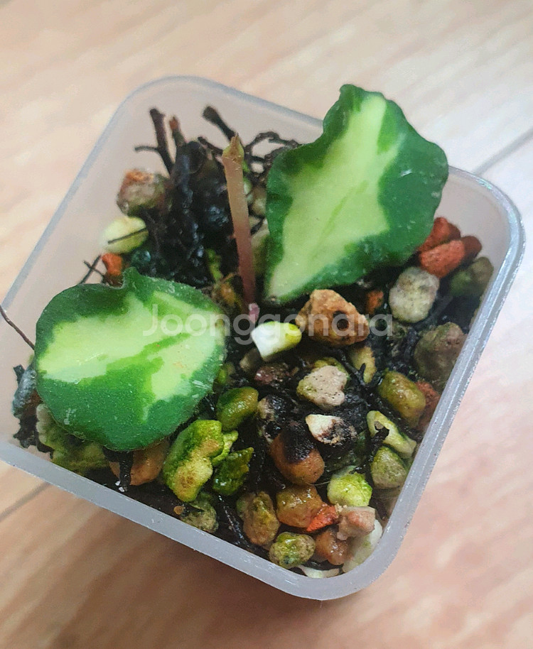 호야 칸야쿠마리아나 바리에가타--0