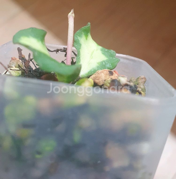 호야 칸야쿠마리아나 바리에가타--1
