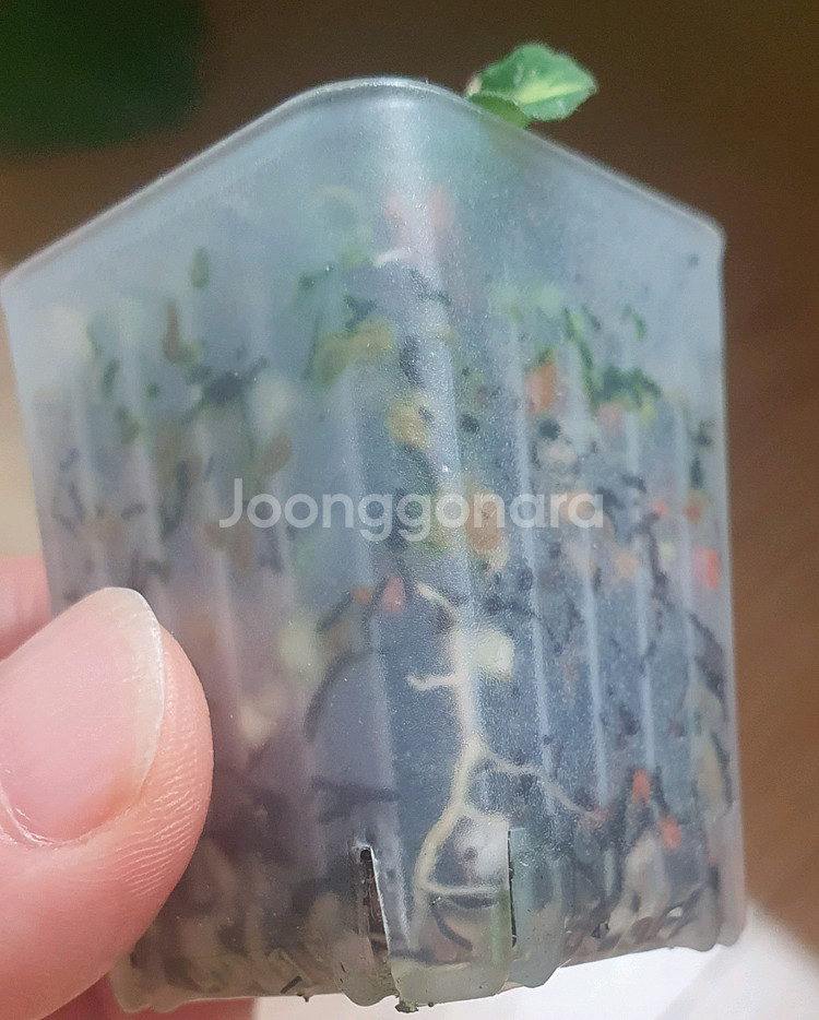호야 칸야쿠마리아나 바리에가타--2