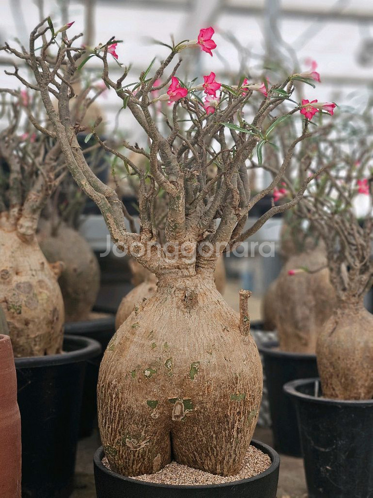 꽃잔치 아데니움 노바 (아프리카식물/코덱스)--0