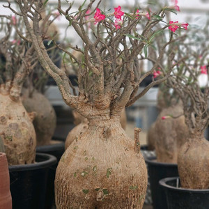 꽃잔치 아데니움 노바 (아프리카식물/코덱스)