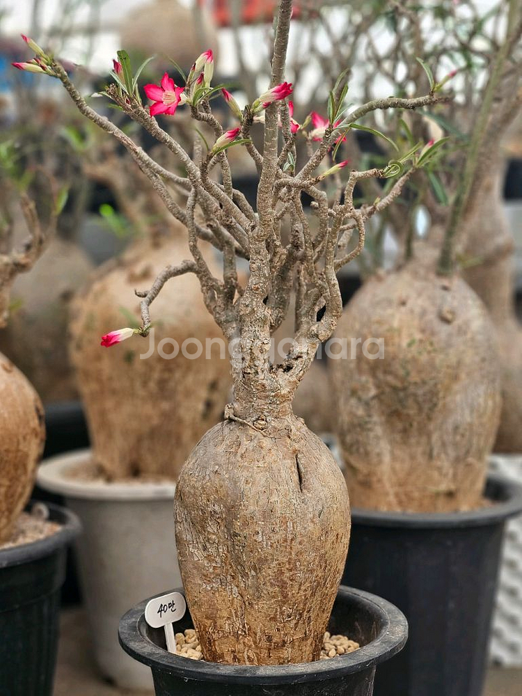 꽃잔치 아데니움 노바 (아프리카식물/코덱스)--1