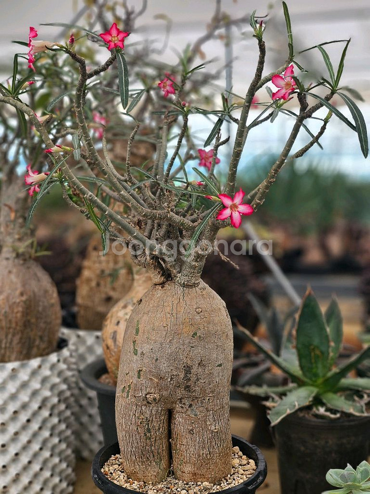 꽃잔치 아데니움 노바 (아프리카식물/코덱스)--2