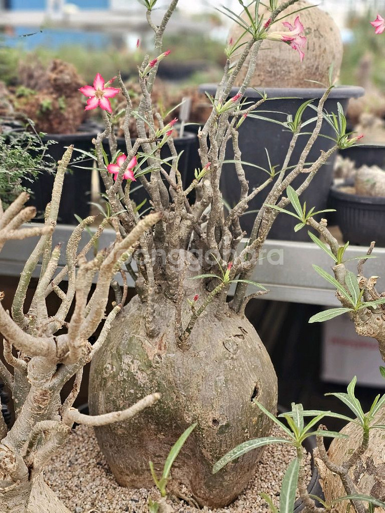 꽃잔치 아데니움 노바 (아프리카식물/코덱스)--4