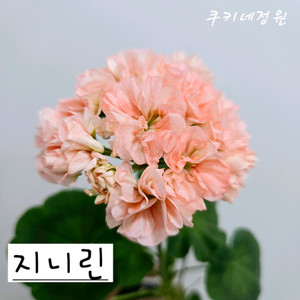 지니린 제라늄