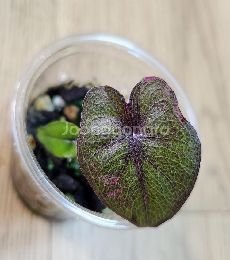 알로카시아 세렌디피티 바리에가타--0