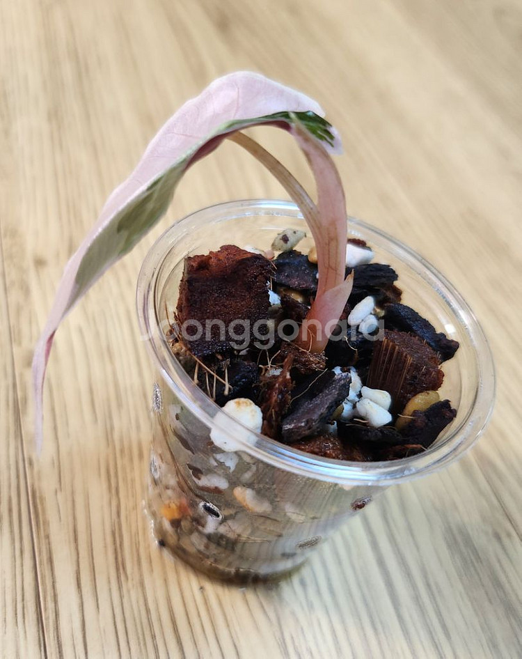 알로카시아 아마조니카 바리에가타 (거북바리)--1
