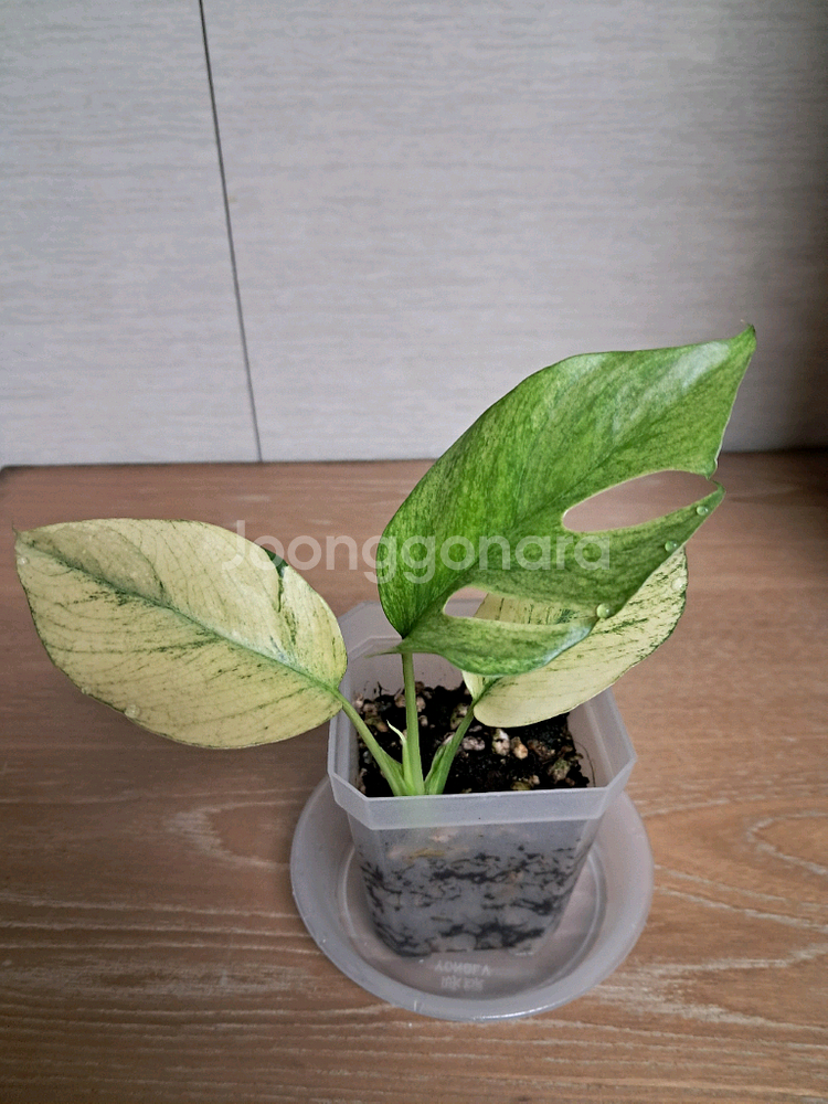 화이트풀민트 히메몬스테라--0