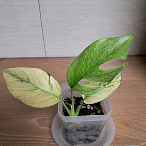 화이트풀민트 히메몬스테라