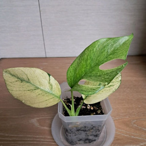 화이트풀민트 히메몬스테라