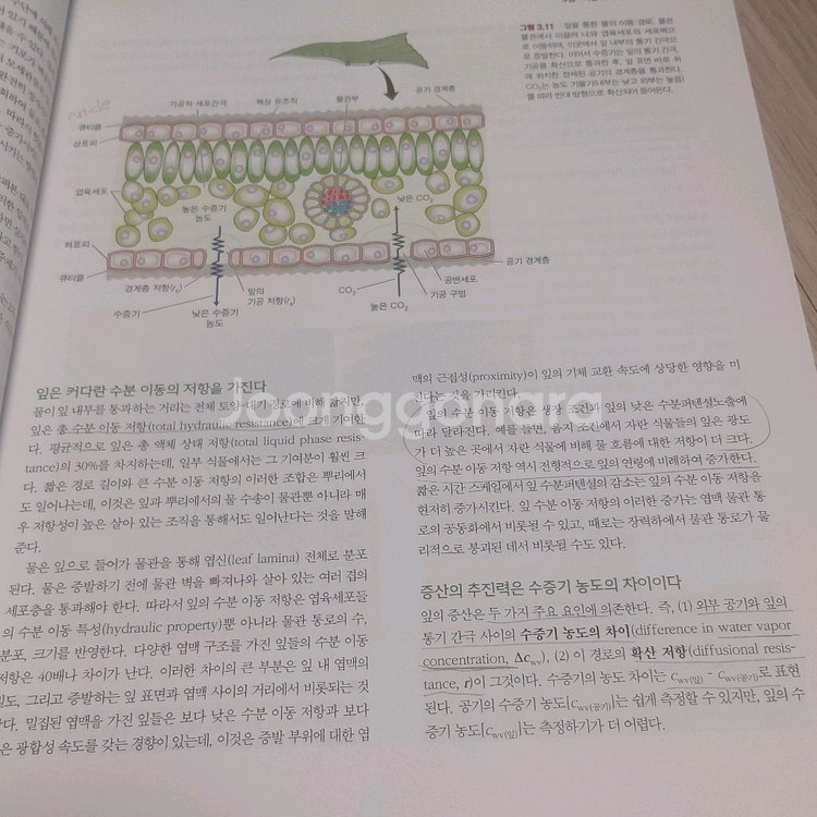 핵심 식물생리학--1