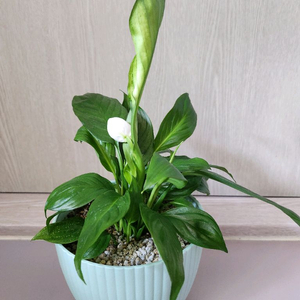 스파티필름 꽃 화분 인테리어 원예 식물 나무