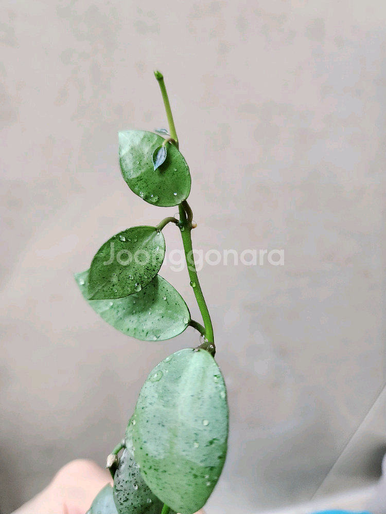 호야라쿠노사 민트코인--0