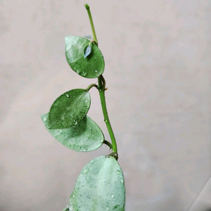 호야라쿠노사 민트코인