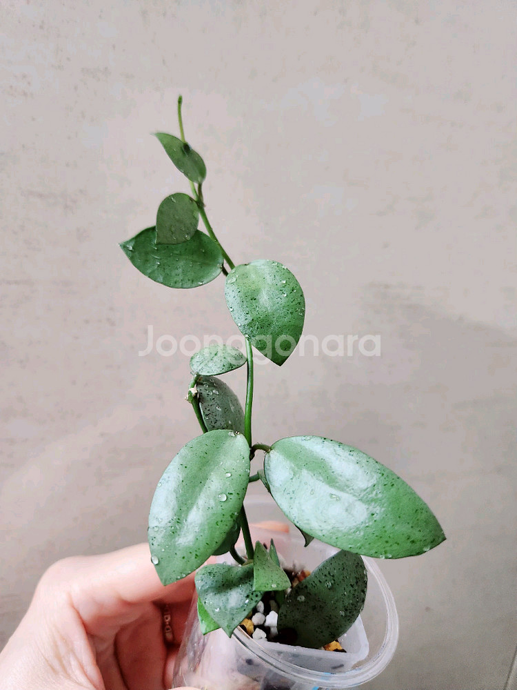 호야라쿠노사 민트코인--2