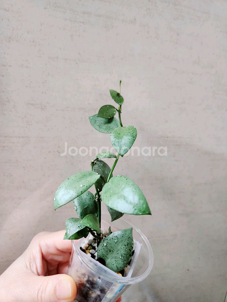 호야라쿠노사 민트코인--1