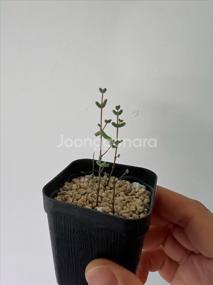 드로산데뭄 글로보섬 탕후루나무 아프리카식물--0