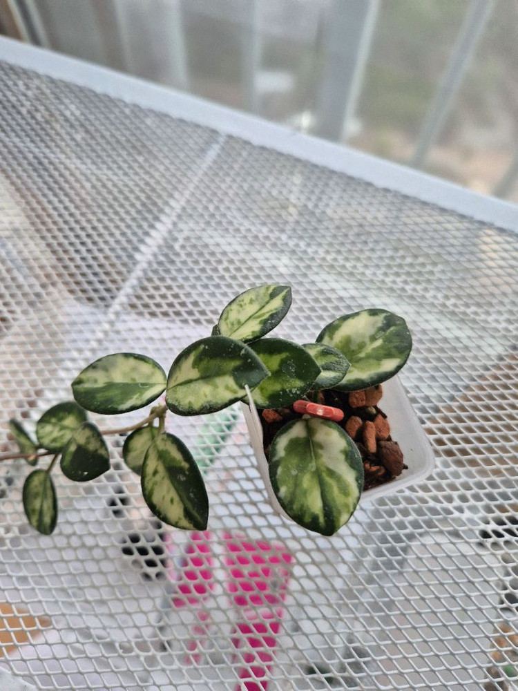 호야 마틸드바리에가타--1