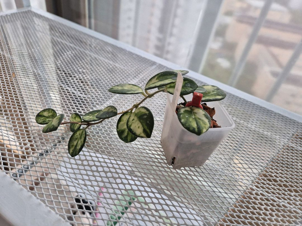 호야 마틸드바리에가타--2