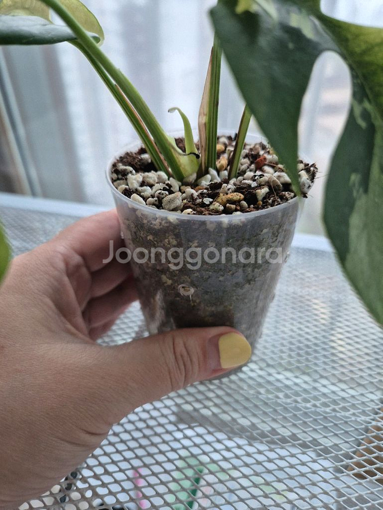 민트 히메바리에가타--1