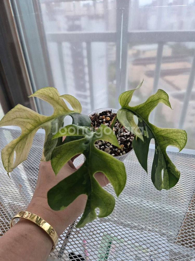 민트 히메바리에가타--0