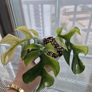 민트 히메바리에가타