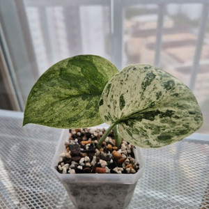 스킨답서스 할리문