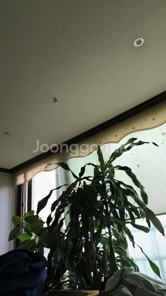 5090 oc 버전삽니다--0