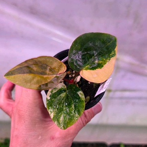 파필바리에가타에오스