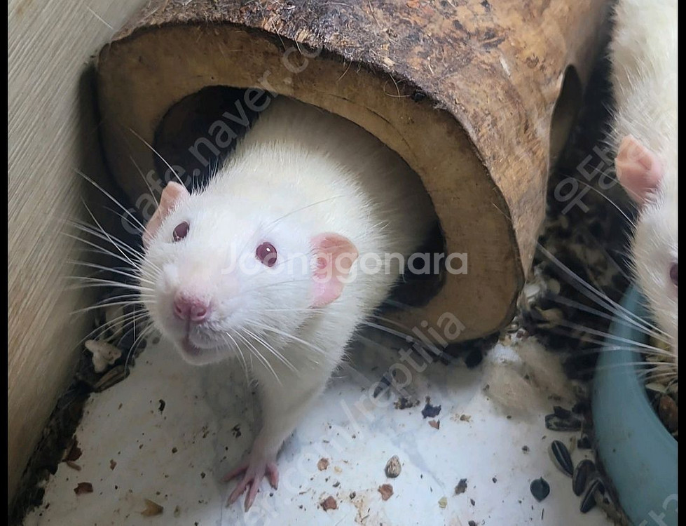 진주 덤보래트 3마리 무료분양--1