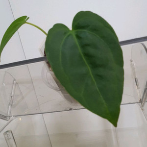 안스리움 블루파필 하브