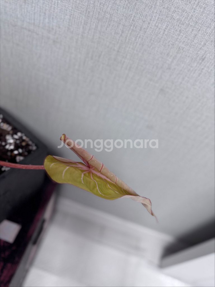 필로덴드론 글로리오섬 바리에가타 (대품)--2