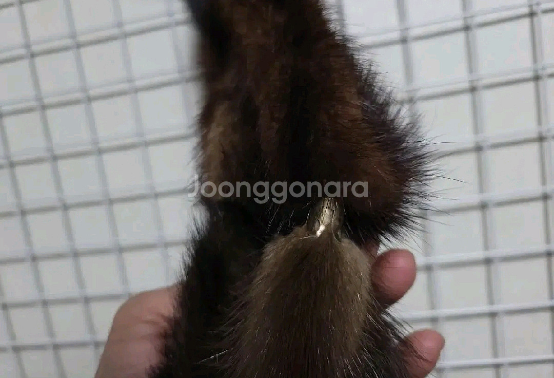 (새벨트수준)루이비통벨트--2