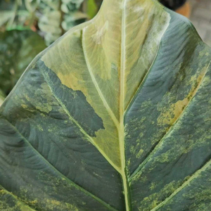 알로카시아 레갈쉴즈바리에가타 (자구달린)