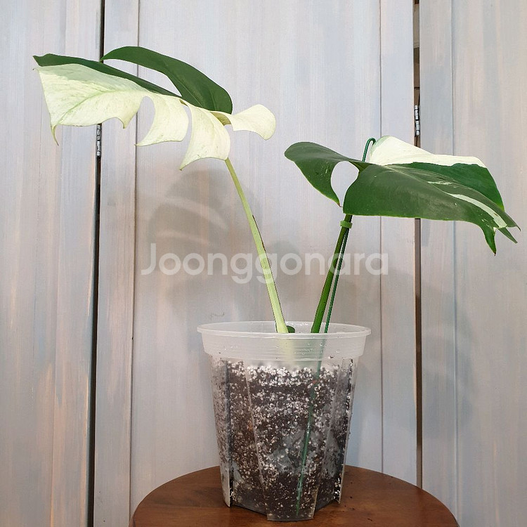 몬스테라 믹스드민트 바리에가타 #바텀2장 #잎28cm--4