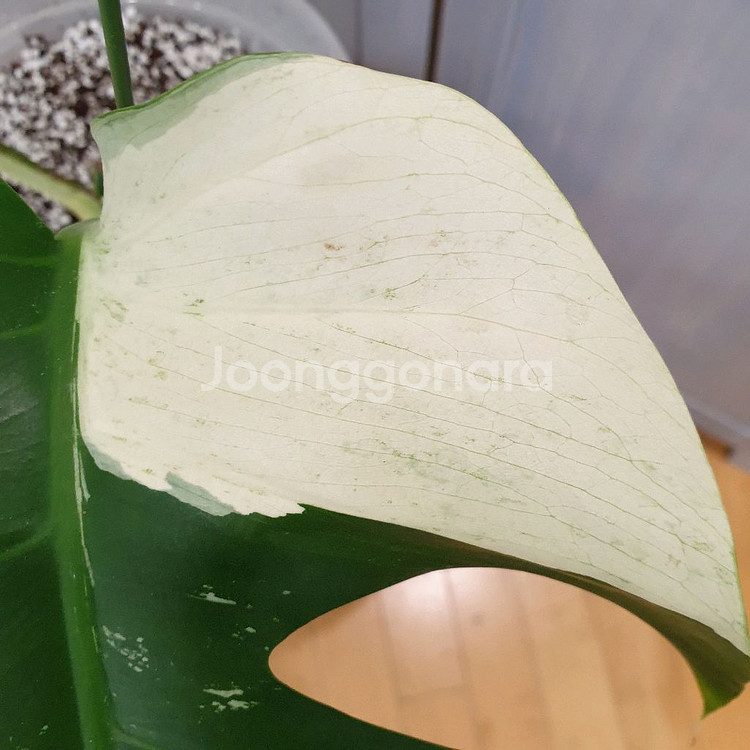 몬스테라 믹스드민트 바리에가타 #바텀2장 #잎28cm--3