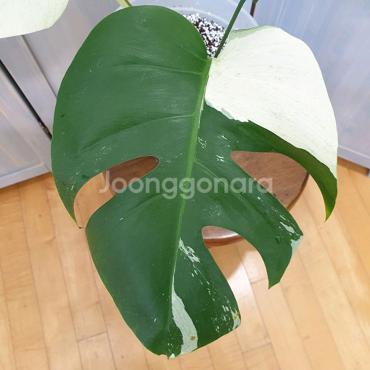 몬스테라 믹스드민트 바리에가타 #바텀2장 #잎28cm--1