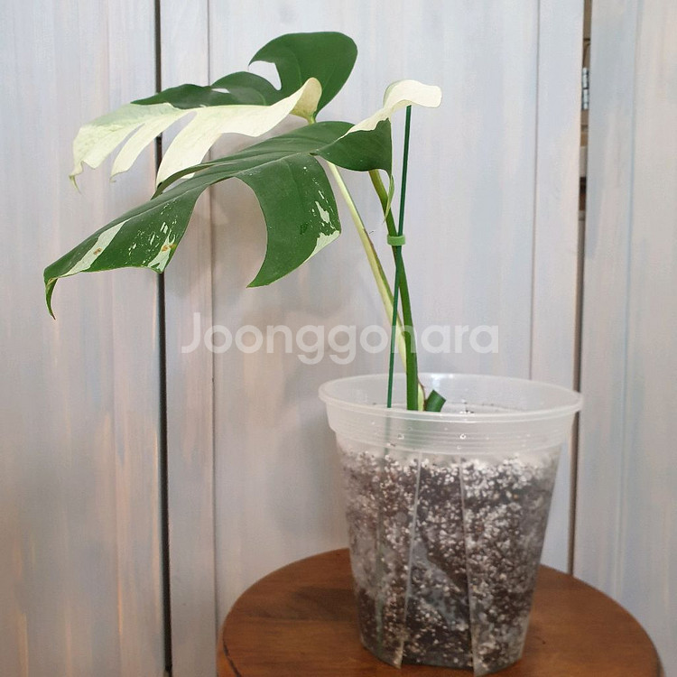 몬스테라 믹스드민트 바리에가타 #바텀2장 #잎28cm--7