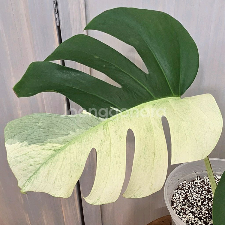 몬스테라 믹스드민트 바리에가타 #바텀2장 #잎28cm--0