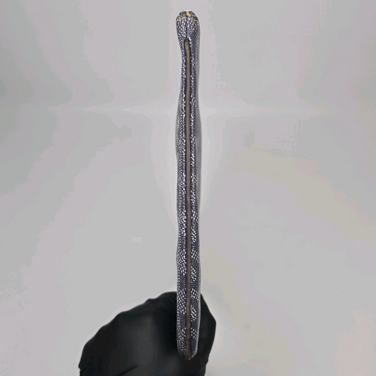 고야드 세나 클러치 MM--3